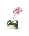 Lavender Phalaenopsis Orchid